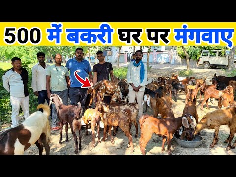 दिवाली ऑफर 500₹ बकरी के बच्चे घर मंगवाए | Bakri kaha se kharide | Goat for sale