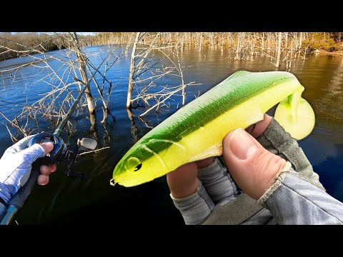 Can I FIND 5 Big BASS In a FLOODED Forest? (LAKE BREAK)