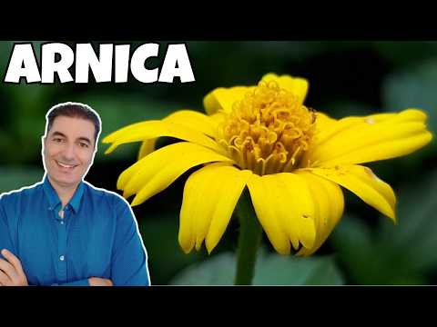 Amazing Arnica Benefits for Pain Relief, Hair Growth, and More!