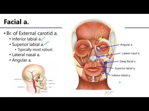 LO5 Facial Artery and Vein