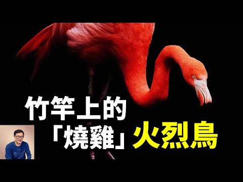 出生在「地獄之湖」，優雅挑戰生存極限，竹竿上的燒雞——火烈鳥/紅鶴/紅鸛【老肉雜談】#動物 #鳥 #火烈鳥 #birds