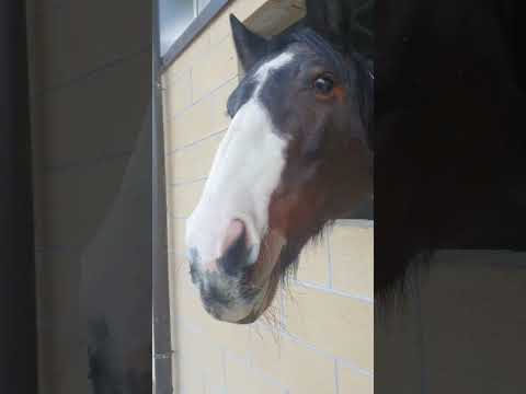 🐴💖🎵 Horse Eating Apple #quarterhorse #horse #horses #horselover #horselife #cutehorse #horsesounds