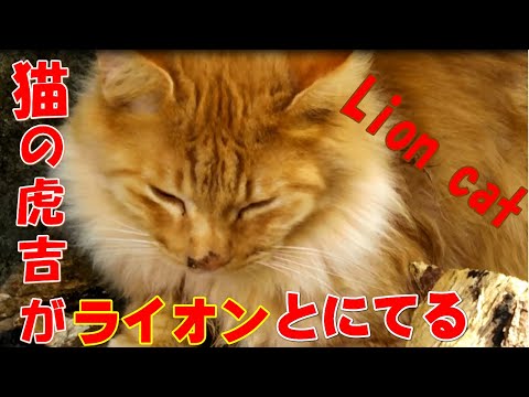 【Lion cat】 なんとなくライオンと似ている猫の虎吉