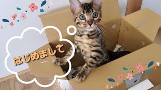 ベンガル猫の子猫がやってきた