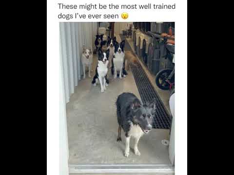 Every one of them knew their name very well   Dogs waited till there owner calls them #shorts