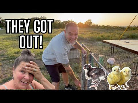 He Left Us & We Almost Lost All Our Chickens! They Tried To Escape The Ranch!  Farm Life Vlog