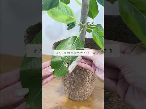 🍀剪定の意味とは？知らないと損する植物ケア🍀【☘Life with Houseplant】10-4