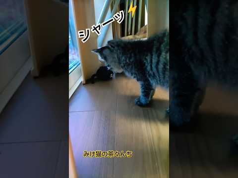 威嚇する子猫　#cat #子猫#Silvertabby#babycat #保護猫