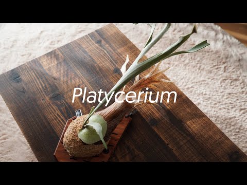 Platycerium Life  | Cinematic VLOG | α6400​