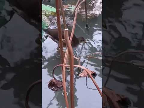 Teal in the lotus pond #animal