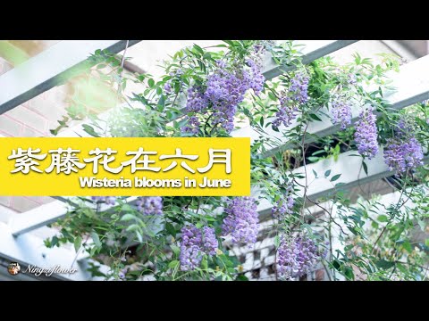 种了三年的紫藤花终于爬上架开花了|The wisteria flowers that have been planted for three years  bloomed  now