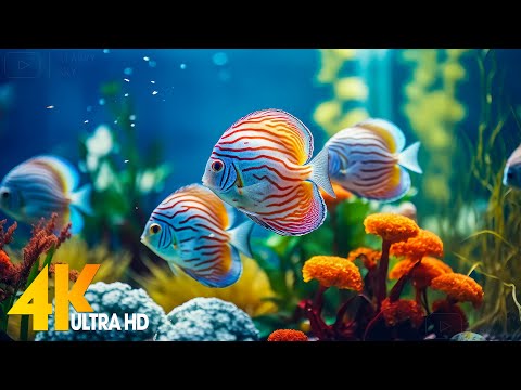 Aquarium 4K VIDEO (ULTRA HD) 🐠 Beautiful Coral Reef Fish - Relaxing Sleep Meditation Music #14