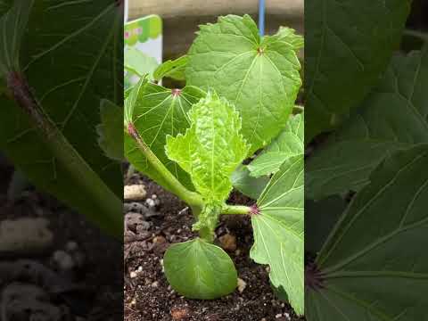 オクラ【家庭菜園だより】okra