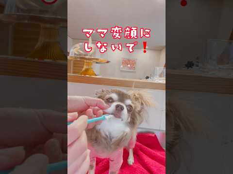 ハミガキが上手🪥✨チワワのマロちゃん🐶💕