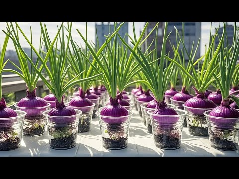 TOP 10 Methods Propagating Purple Onions on the Balcony for Beginners