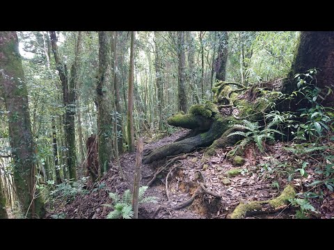 康芮颱風襲台前夕的北嶺健行：歇腳亭→第一 、二土地公→第三涼亭→北嶺1.3K後的哈巴狗林道→1810公尺的台寅山幽美景色，藍腹鷳兩處入鏡→廣闊茶園遠山眺望→溪頭天文台→123賞鳥步道下山 10月30日