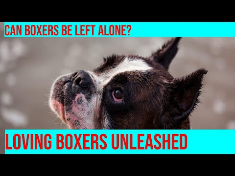 How to Leave Your Boxer Home Alone Responsibly: A Guide for Dog Owners