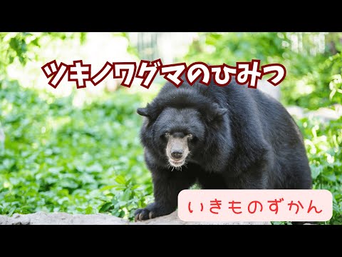 【いきものずかん】ツキノワグマのひみつ