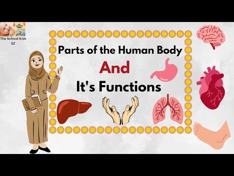 Internal Organs of Human Body/ Human Body Parts Name with Picture / Functions of Different Body Part