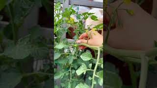 Growing Tomatoes  #gardening #roomtogrow #growyourown #veggiegarden #raisedbedgarden #urbangardening