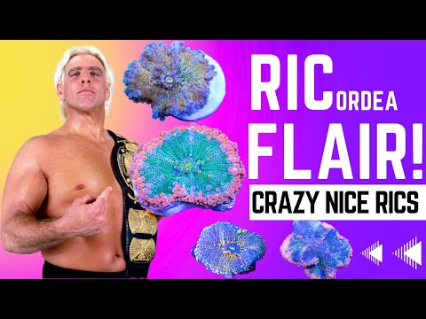 Ric-ordea Flair!