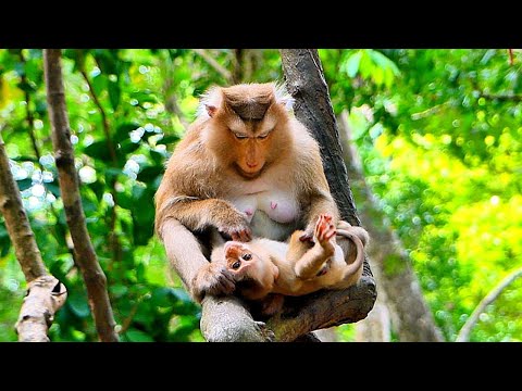 Really Beautiful Monkey Rose is Breastfeeding her Baby ROBIN on a tree.