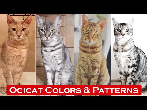 Top 10 Ocicat Colors & Patterns / Tpyes of Ocicat Colors