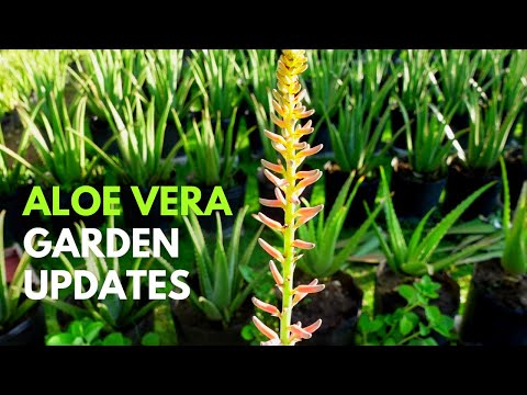 The Aloe vera Garden Updates August 2022