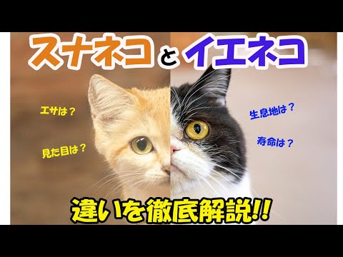 【徹底比較】スナネコとイエネコの違いを解説します！