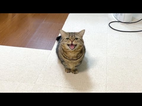 名前を呼ばれると嬉しそうに返事する猫