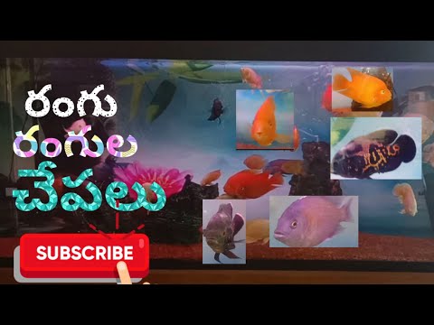 మూడు రకాల అక్వేరియంలు/three types aquariums #naliniravindraprasad