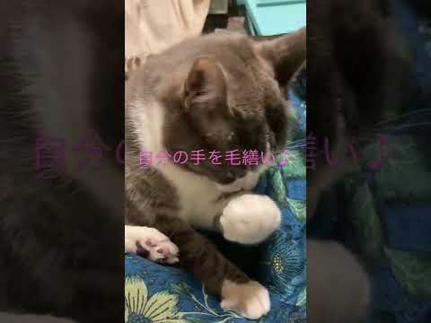 自分の手を毛繕い♪