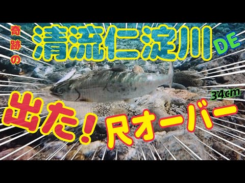 清流仁淀川  本流アメゴ  ツレがやらかした！尺オーバー 34cm