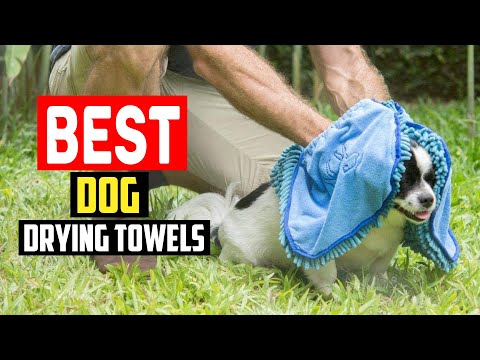 ✅Top 5 Best Dog Drying Towels in 2023