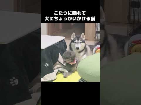 こたつに隠れて犬にちょっかいかける猫がかわいい...#shots