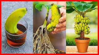 How to Grow Banana Tree From Banana 🍌🍌🍌 New gardening method