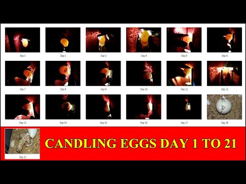 CANDLING CHICKEN EGGS DAY 1 TO 21 | DIY - EGG CANDLER | YOU CAN DO THIS