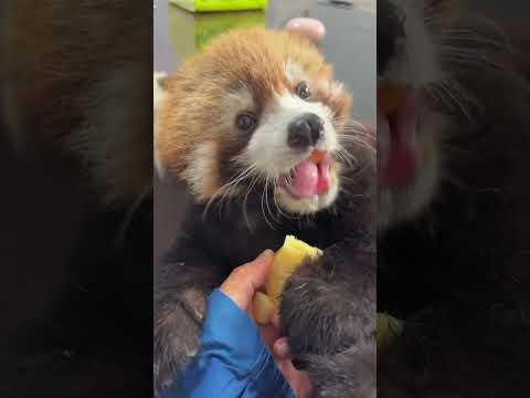 Baby, is the apple hot? Red panda, cute pet daily record