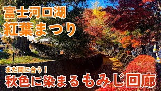 #77【富士河口湖紅葉まつり】もみじ回廊　秋色に染まる！