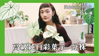 【幫高級純白彩葉芋分株！】直接讓你1顆變10顆？ 簡單分盆 容易上手｜Viola的生活