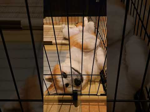 【癒し動画】秋田犬　秋田犬子犬　秋田犬ゴン太　お昼寝　ヘソ天　秋田犬ヘソ天　#akitainu 　#薬師丸ひろ子　#shorts