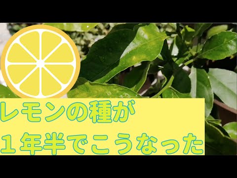 ④【１年半後】レモンの種を発芽させたらこうなった！〇〇に要注意！スーパーの普通のレモンからレモンを実らせるまで