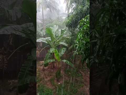 Calicut rain rain season started@sutharsanalifestyle308 #calicutrain#rain