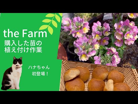 ガーデニング　植え付け＆花がら摘み作業の後は夕食作らないアラフィフ