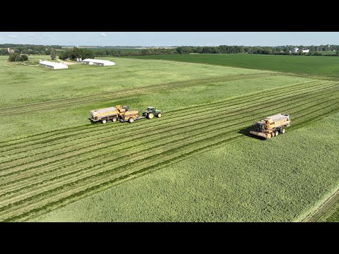 I'd rather eat a soybean... Organic Pea Harvest