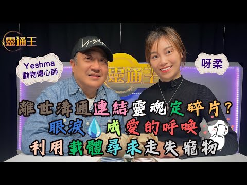 寵物離世連結｜究竟是人類執着或是寵物不捨？#靈通王＃動物傳心＃rosina#能量 #能量感知#寵物#傳心術#呀柔#傳心師#解讀#離世動物#彩虹橋