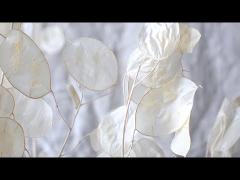 Peeling Lunaria Seedpods | Tingly flower ASMR