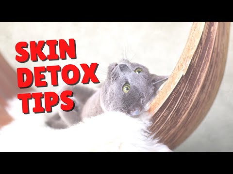 Helping Your Cat’s Skin | Two Crazy Cat Ladies