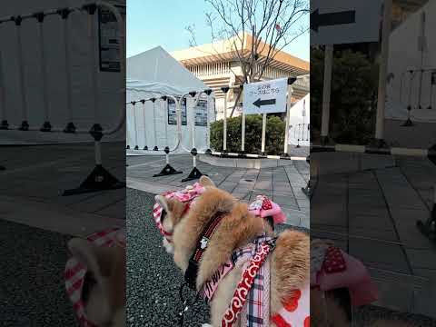 日本武道館【介助犬と桃にゃん】 #柴犬介助犬 #介助犬るな #介助犬と桃にゃん #介助犬 #dog #doglover #cutedog #柴犬