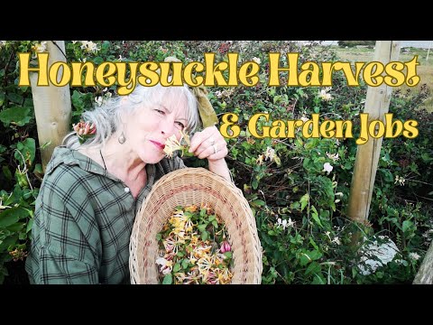 Honeysuckle Harvest & Garden Jobs